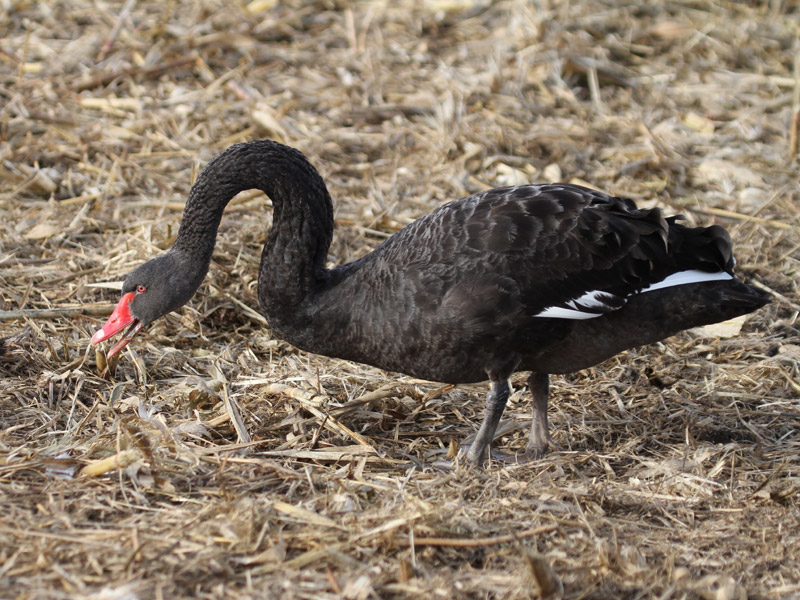 Cygne noir
