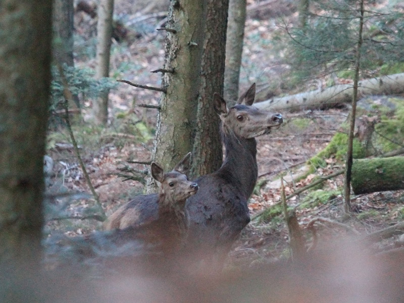 Cerf élaphe Cerf élaphe