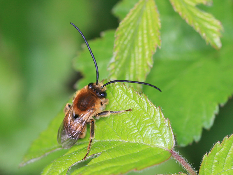 Eucera longicornis