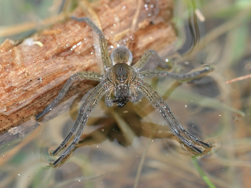 Dolomède sp. Dolomède sp.