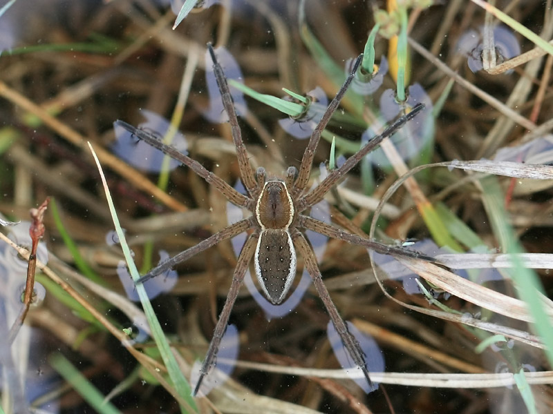 Dolomède sp. Dolomède sp.