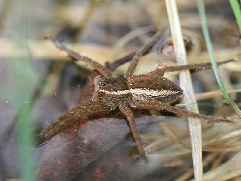 Dolomède sp. Dolomède sp.