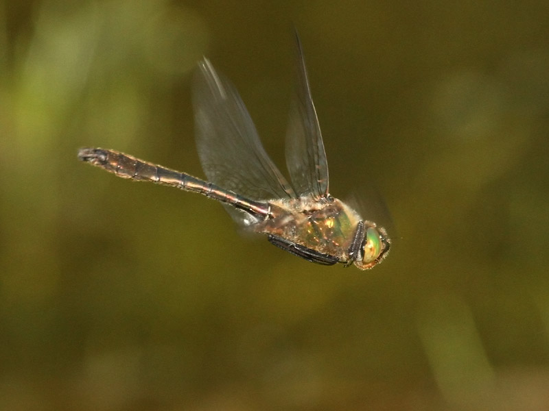 Cordulie bronzée Cordulie bronzée