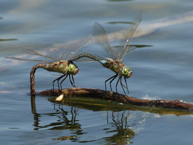 Anax napolitain Anax napolitain