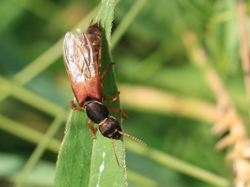 Staphylinus caesareus