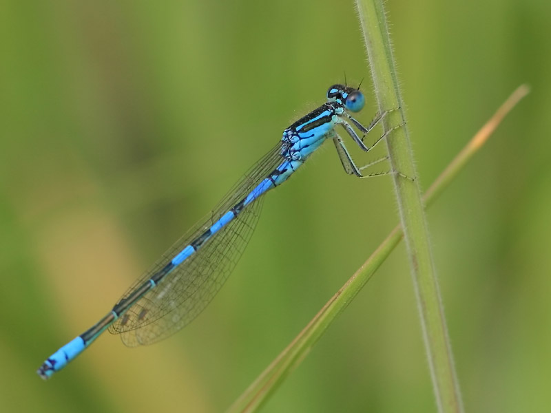 Agrion mignon Agrion mignon