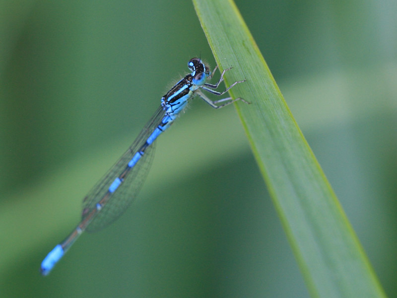 Agrion mignon Agrion mignon