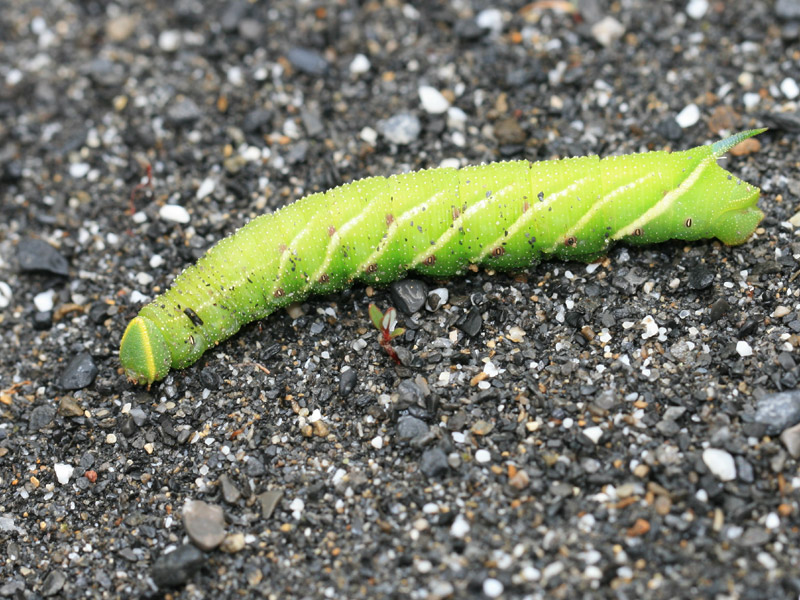 Sphinx du tilleul