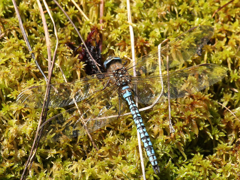 Aeschne azurée Aeschne azurée