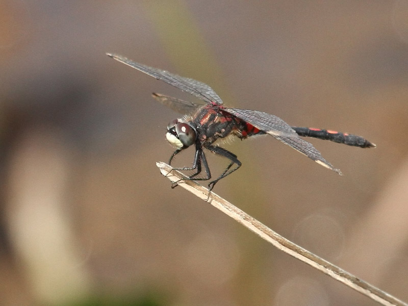 Leucorrhine douteuse Leucorrhine douteuse