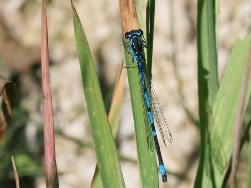 Agrion exclamatif Agrion exclamatif