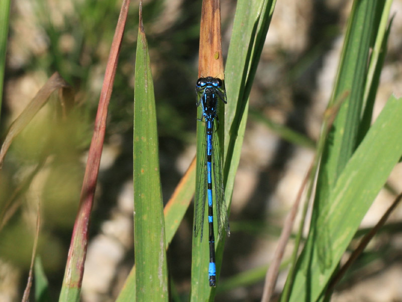 Agrion exclamatif Agrion exclamatif