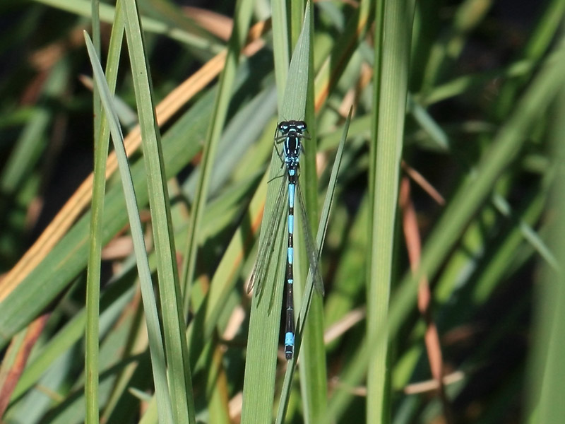 Agrion exclamatif Agrion exclamatif