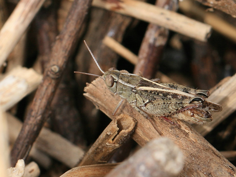 Caloptène italien Caloptène italien