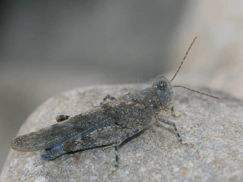 Oedipode aigue-marine Oedipode aigue-marine