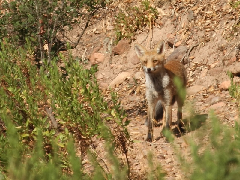 Renard roux