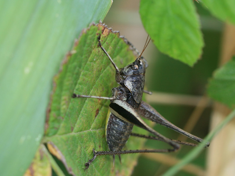 Decticelle varoise Decticelle varoise