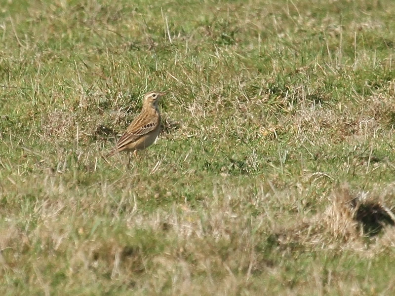 Pipit de Godlewski Pipit de Godlewski