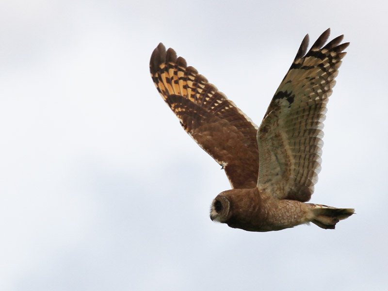 Hibou du Cap Hibou du Cap