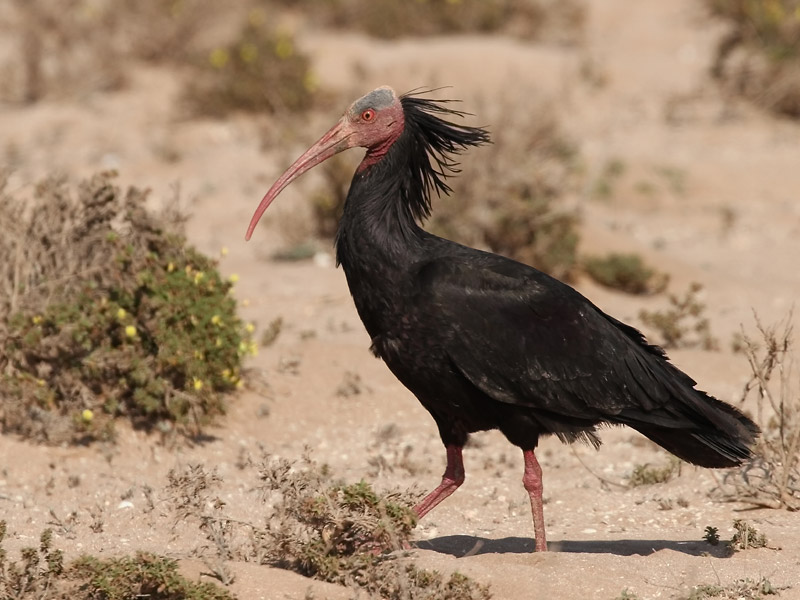 Ibis chauve Ibis chauve