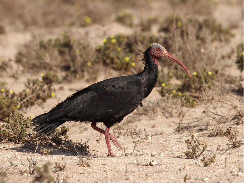Ibis chauve Ibis chauve