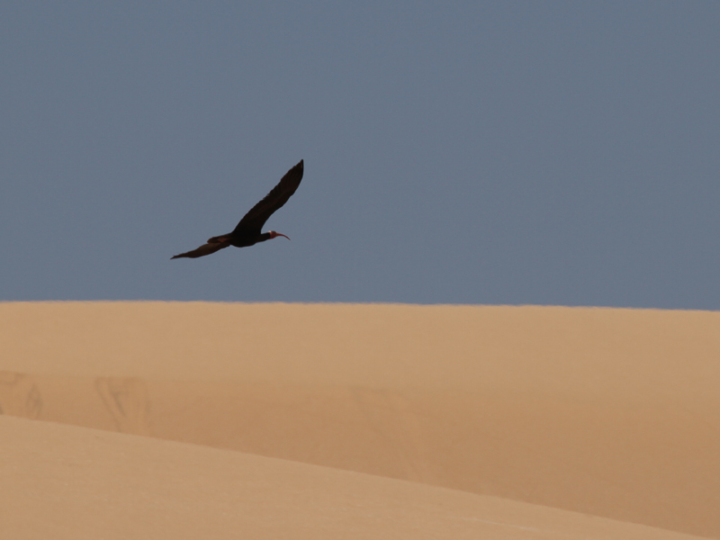 Ibis chauve Ibis chauve