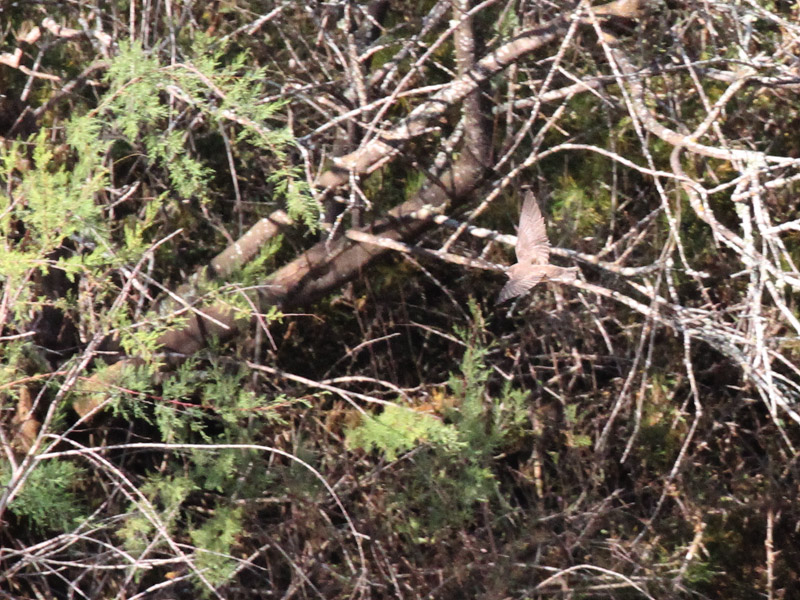 Hirondelle paludicole