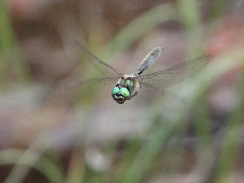 Chlorocordulie alpestre Chlorocordulie alpestre
