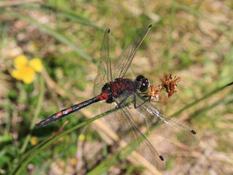 Leucorrhine douteuse Leucorrhine douteuse