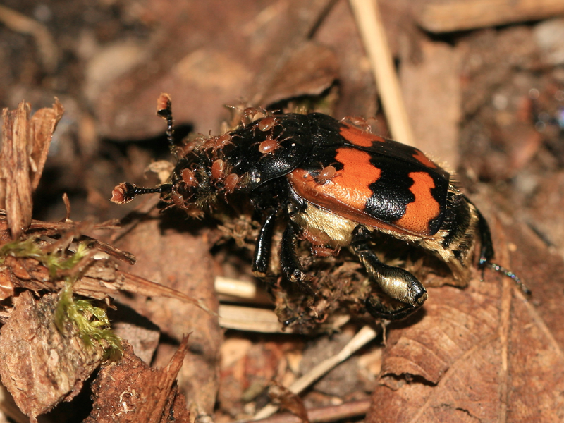Nicrophorus vespillo