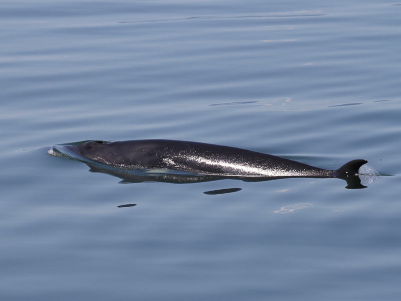 Petit Rorqual