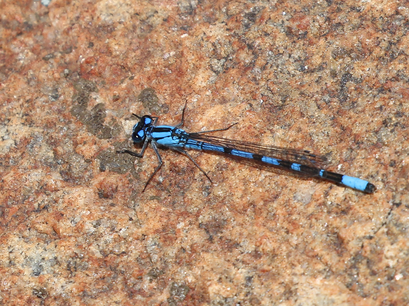 Agrion boral