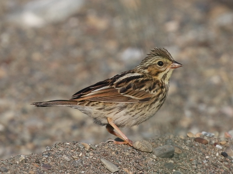 Bruant des prés Bruant des prés