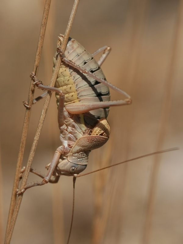 Ephippigre terrestre