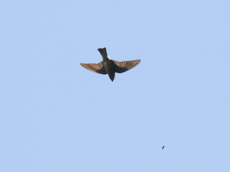 Hirondelle des Mascareignes