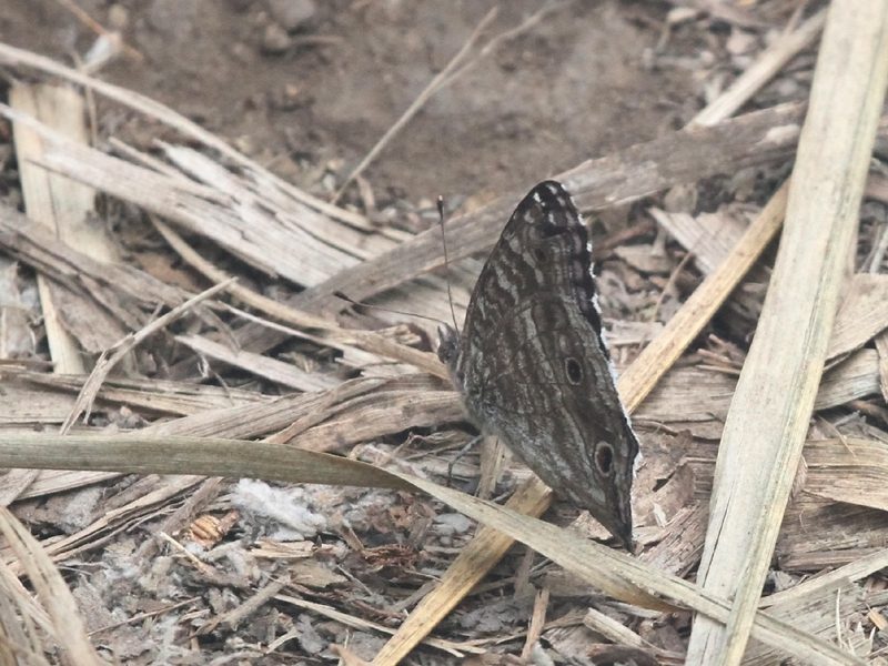 Papillon bleu