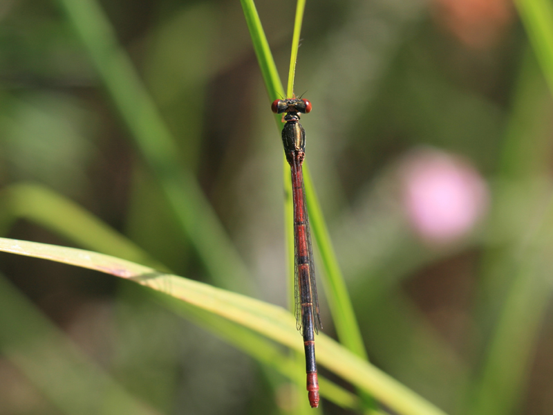 Cériagrion délicat Cériagrion délicat