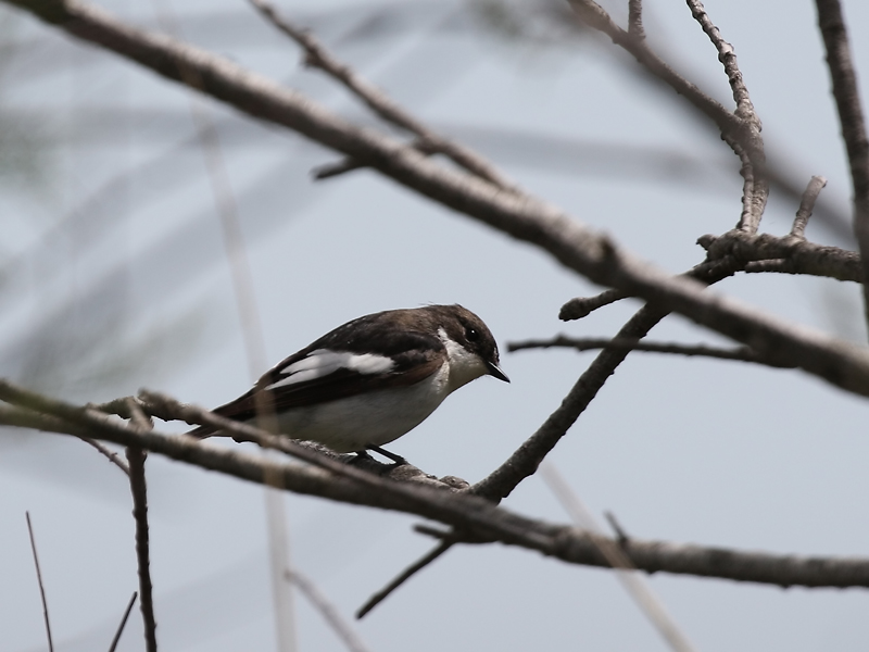Gobemouche noir