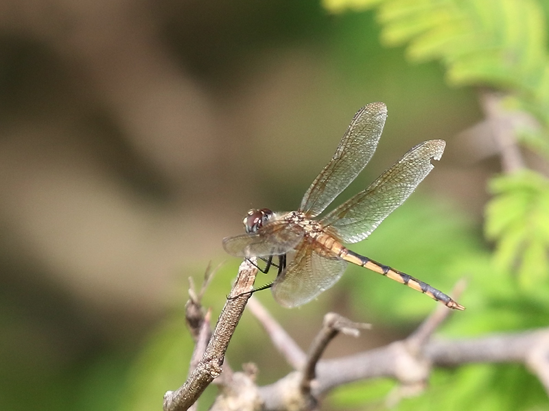 Brachymesia herbida