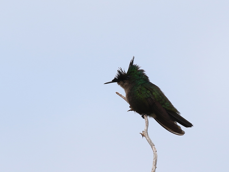 Colibri huppé Colibri huppé