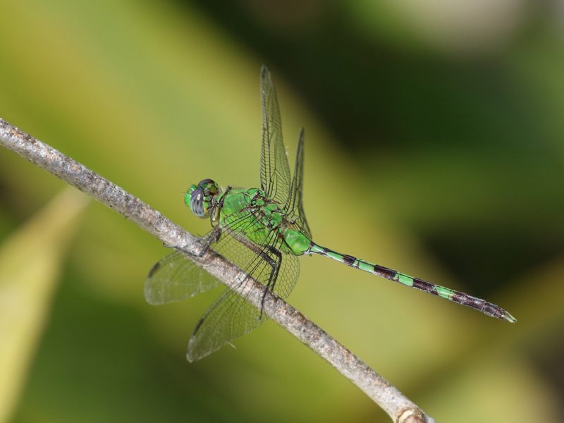 Erythemis vesiculosa