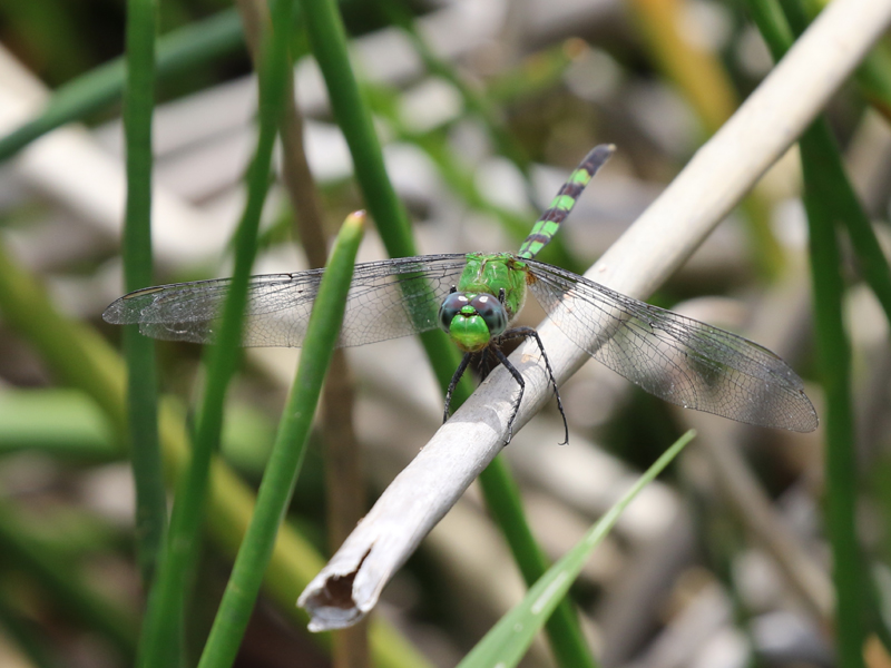 Erythemis vesiculosa