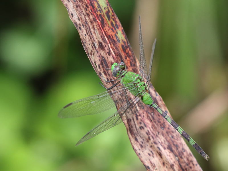 Erythemis vesiculosa