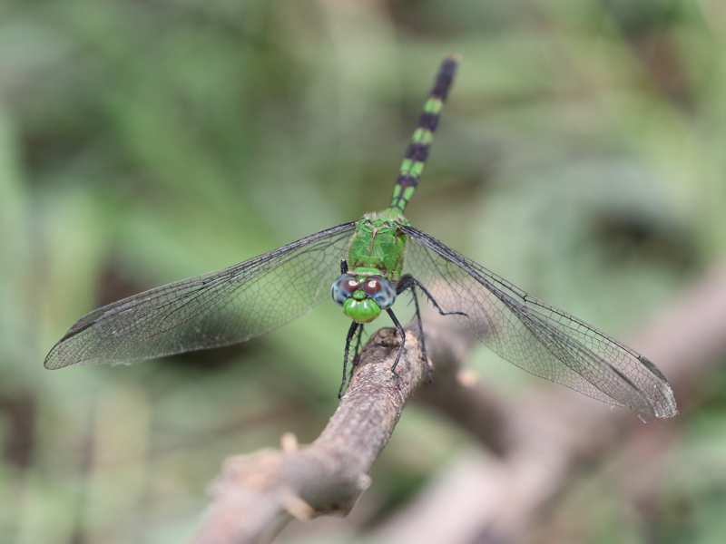 Erythemis vesiculosa