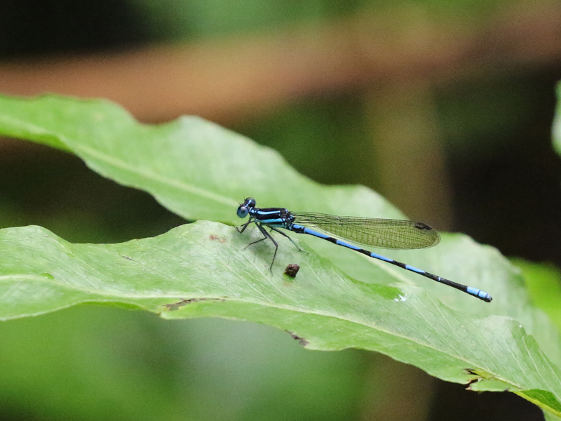 Argia concinna Argia concinna