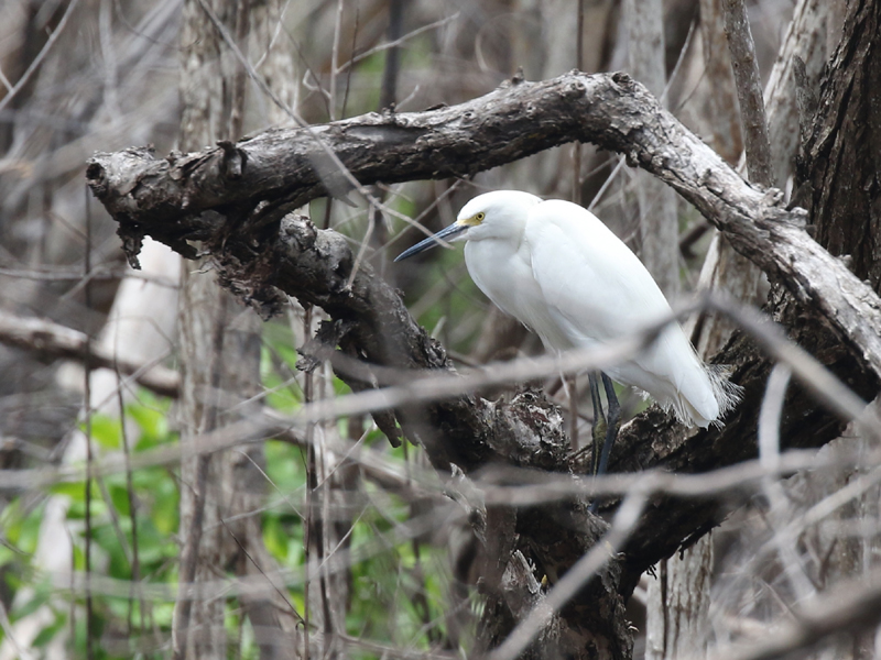 Aigrette neigeuse Aigrette neigeuse
