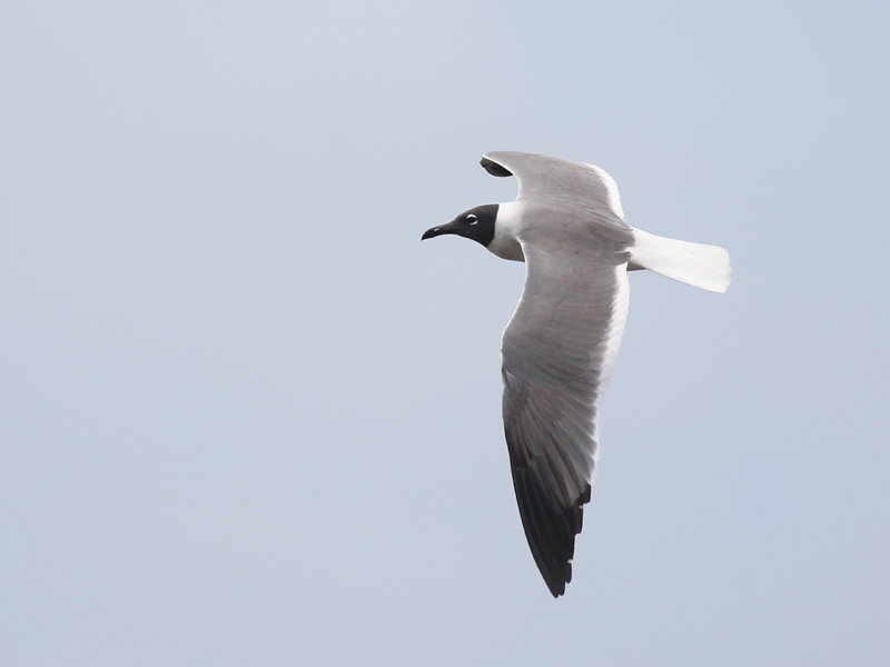 Mouette atricille