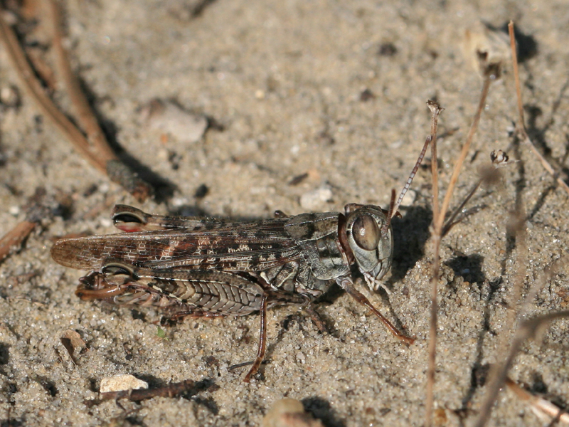 Caloptène italien Caloptène italien