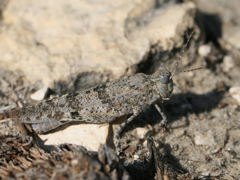 Oedipode aigue-marine Oedipode aigue-marine