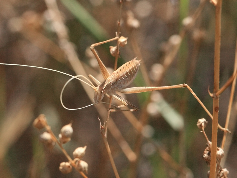 Phanéroptère liliacé Phanéroptère liliacé